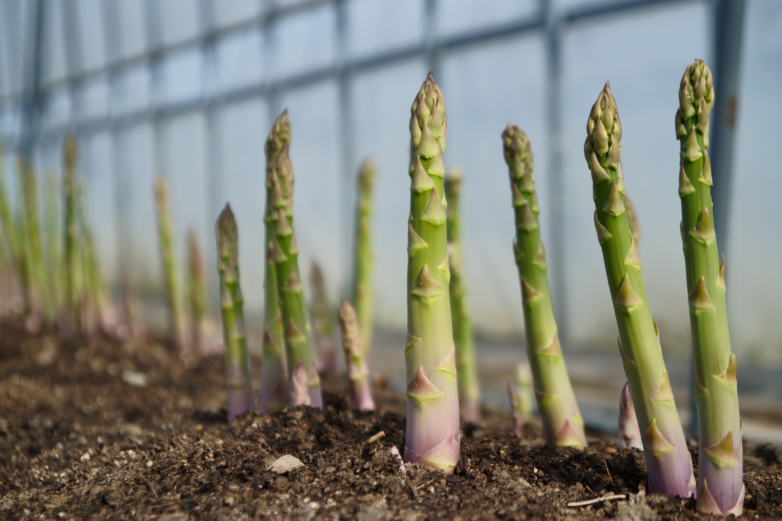 グリーンアスパラ