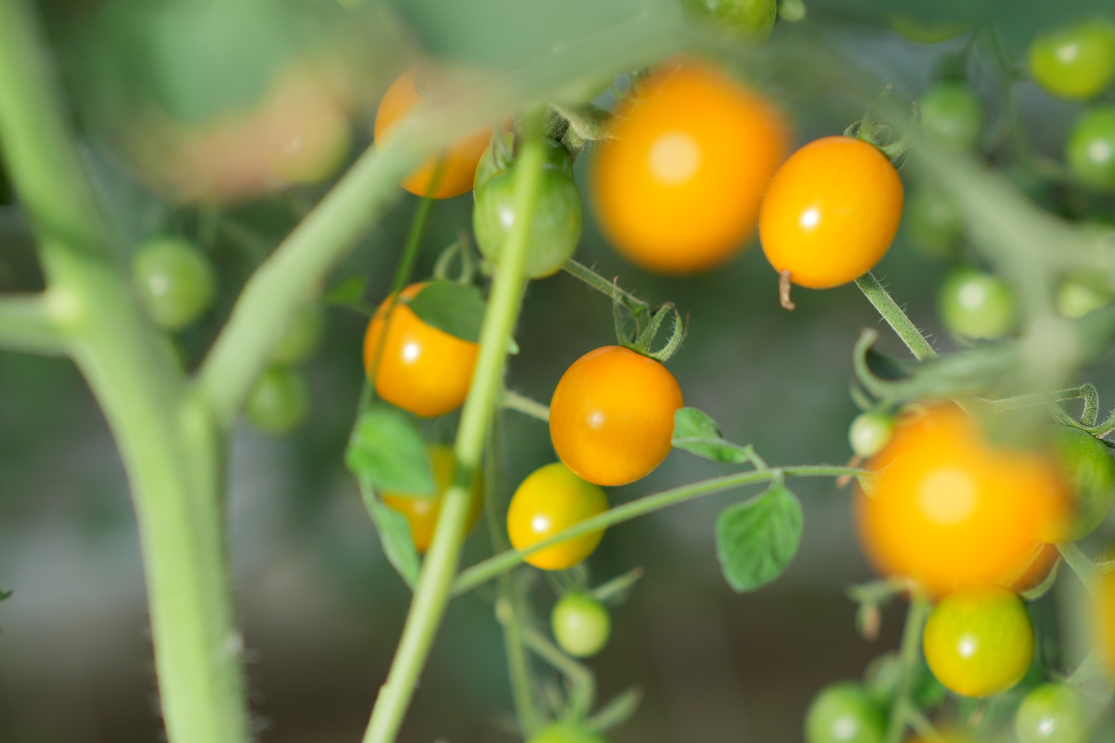 完熟のミニトマト